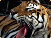 India Tiger Safari, Adventure Tour Packages Rajasthan India