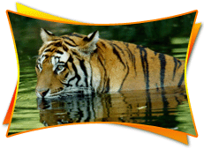 India Tiger Safari Tour Packages